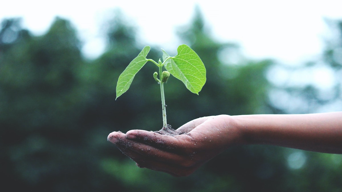 A picture of a hand holding a plant in dirt.